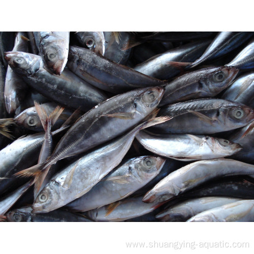 Frozen Medium Size Fish Horse Mackerel